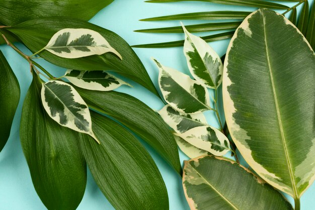 Top view of different plant leaves