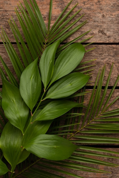 さまざまな植物の葉の上面図