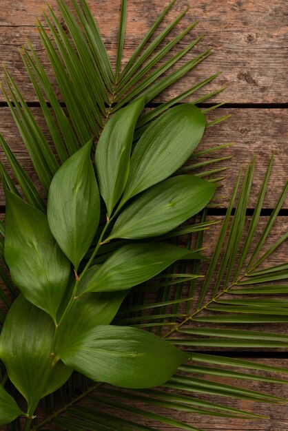 さまざまな植物の葉の上面図