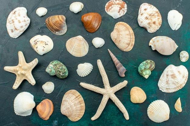 Top view different sea shells little different formed shells on dark-blue surface