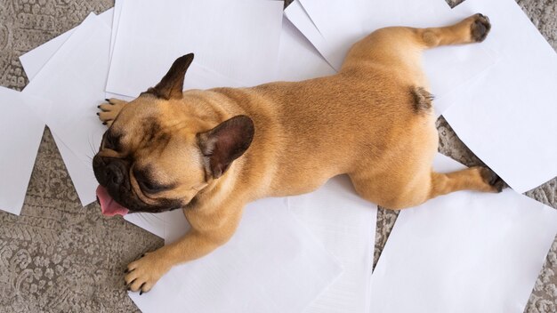 紙の上に横たわる上面図犬