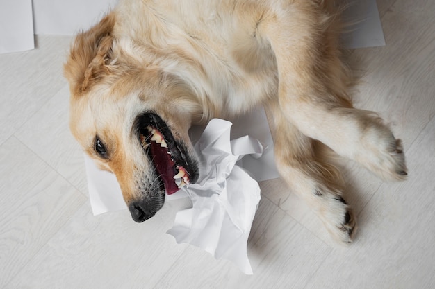 Вид сверху на собаку, играющую с бумагой дома