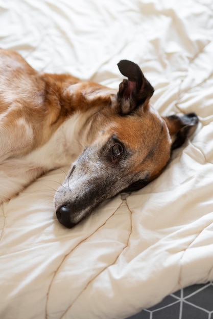 Foto gratuita cane vista dall'alto che dorme nel letto