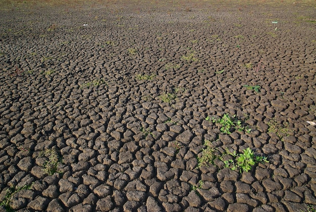 A top view of a dried out field with small parts of blooming greenery