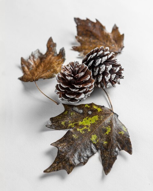 Top view dry leaves