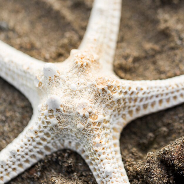Top view dry starfish on sand