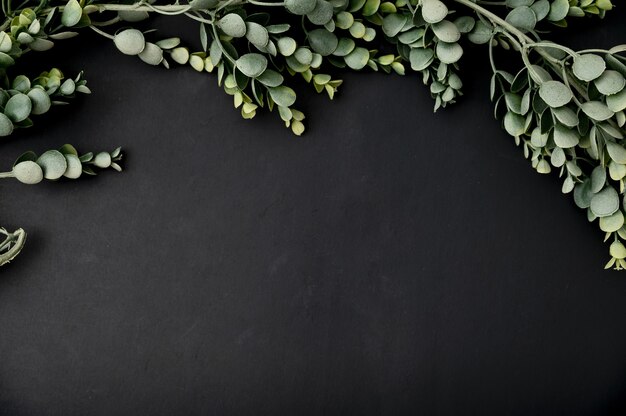 Top view of eucalyptus branch on a black background