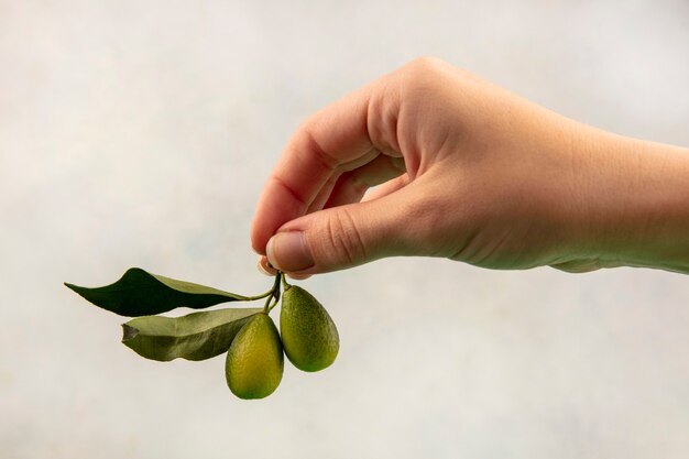 Top view of female hand holding citrus fruit kinkans on a white surface