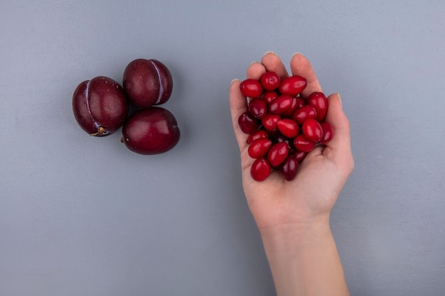 Top view of female hand holding cornel berries with pluots on gray background