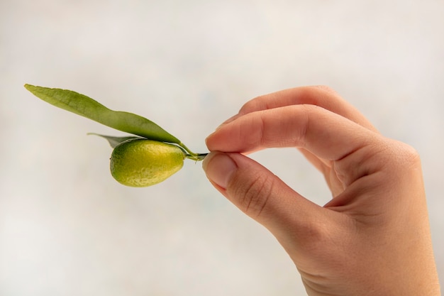 Top view of female hand holding fresh kinkan on a white surface