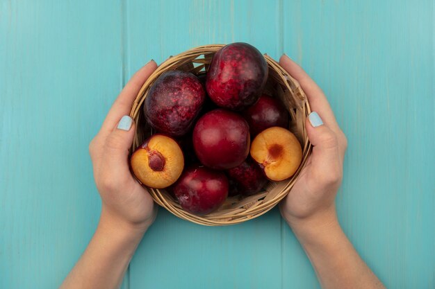 Top view of female hands holding a bucket of fresh sweet pluots on a blue surface