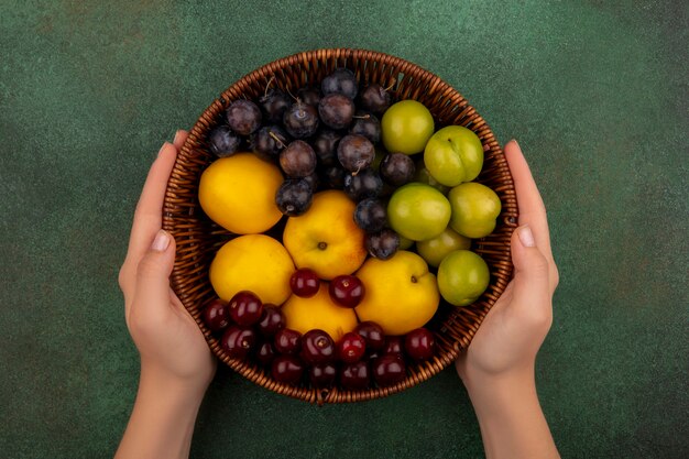 Top view of female hands holding a bucket with fresh fruits such as yellow peachesred cherriesyellow cherry plums on a green background