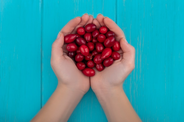 Top view of female hands holding cornel berries on blue background
