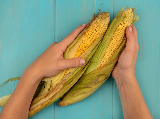 Free photo top view of female hands holding fresh corns with hair on a blue wooden table