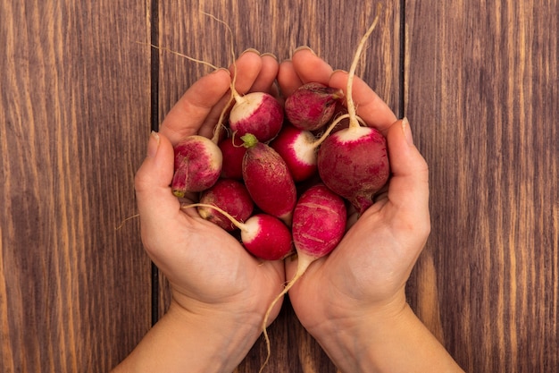 Top view of female hands holding a fresh radishes on a wooden surface