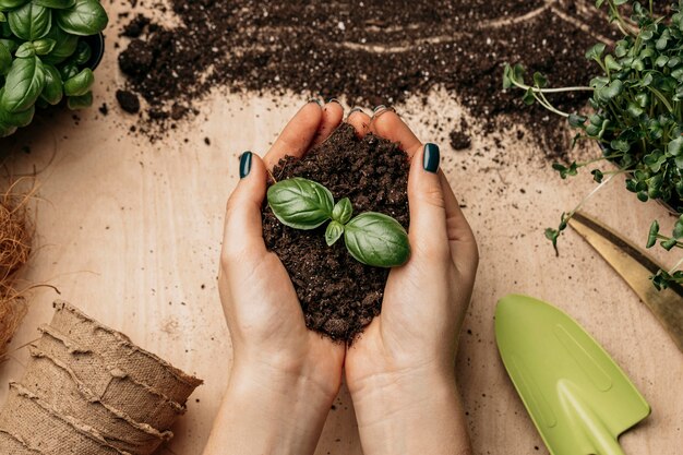 Top view of female hands holding soil and plant