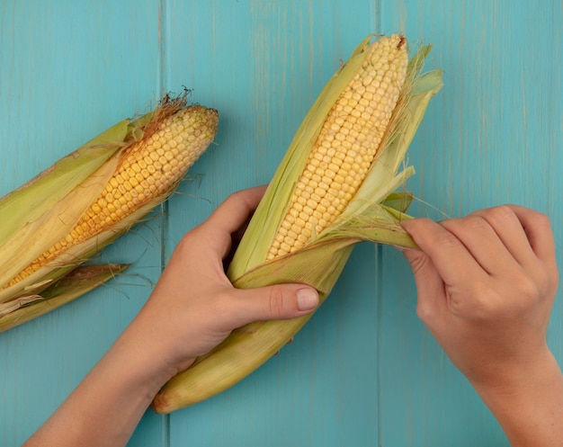 Top view of female hands peeling fresh corn on a blue wooden table