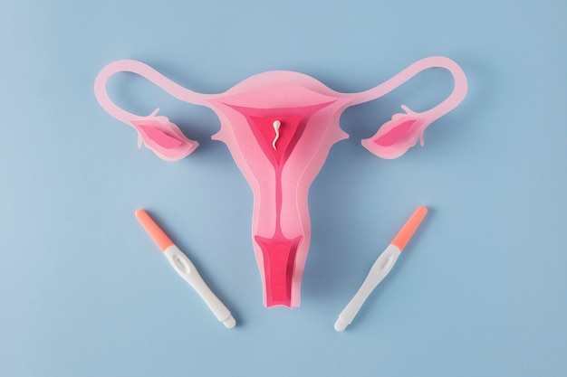 Free photo top view female reproductive system