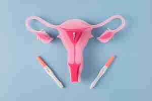 Free photo top view female reproductive system