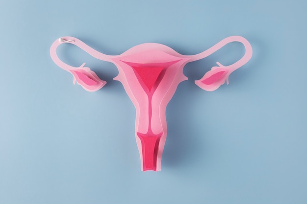 Бесплатное фото Вид сверху женской репродуктивной системы