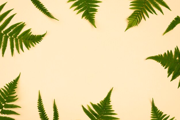 Top view of fern leaves frame