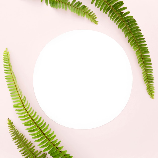 Free photo top view of fern leaves with copy space