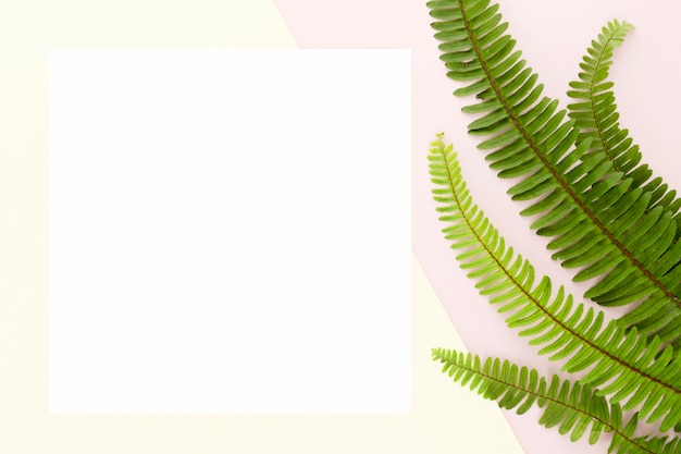 Free photo top view of fern leaves with copy space