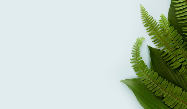 Free photo top view of fern leaves with copy space