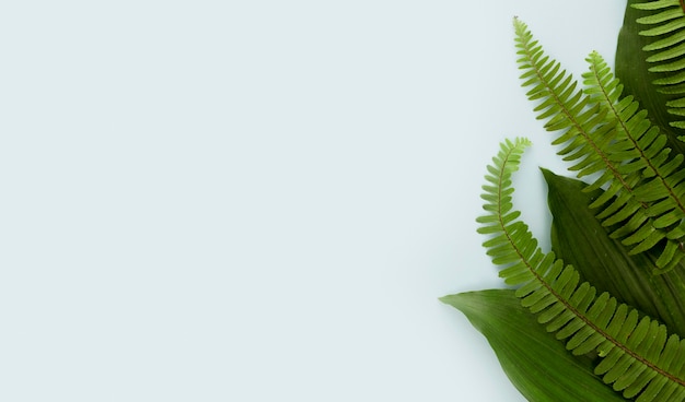 Top view of fern leaves with copy space