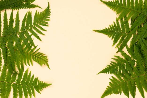 コピースペースのあるシダの葉の上面図
