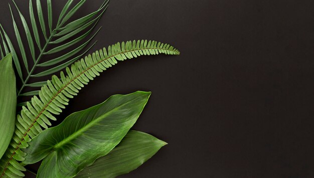 Top view of fern and multiple types of leaves