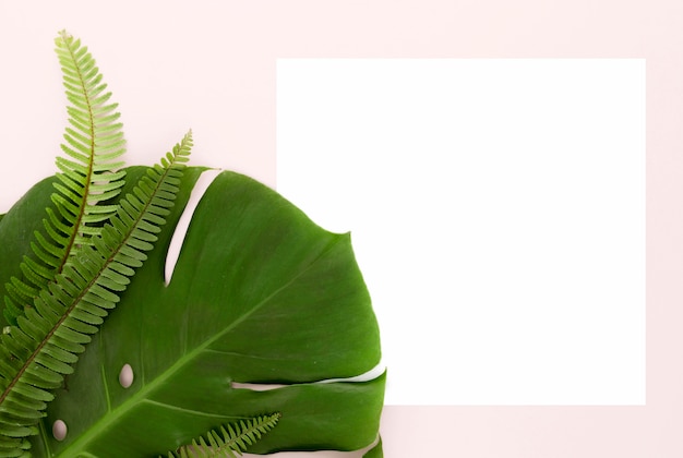 Top view of ferns and monstera leaf with copy space