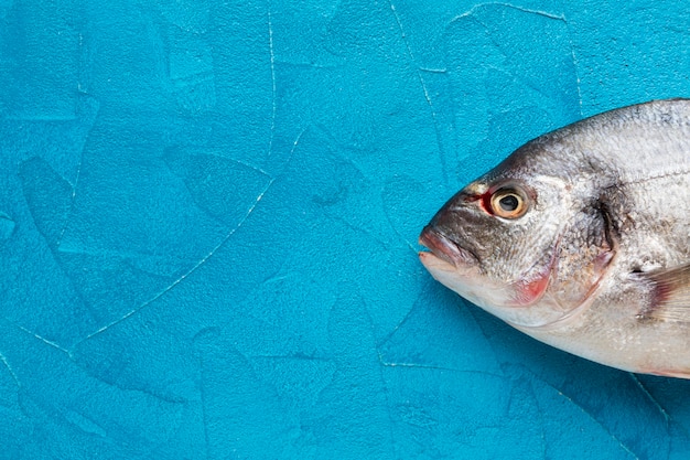 Вид сверху рыбы на синем фоне