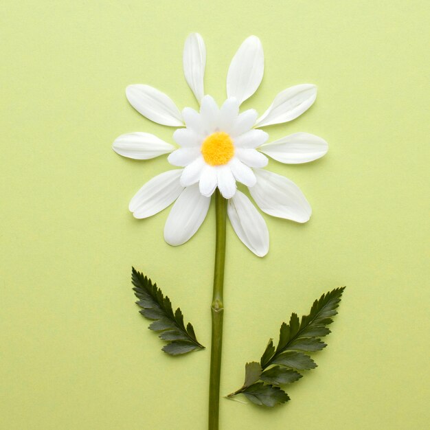 Top view flower made of petals