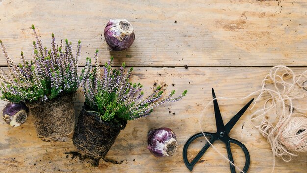Top view of flower pot; scissor; string and onions on wooden background