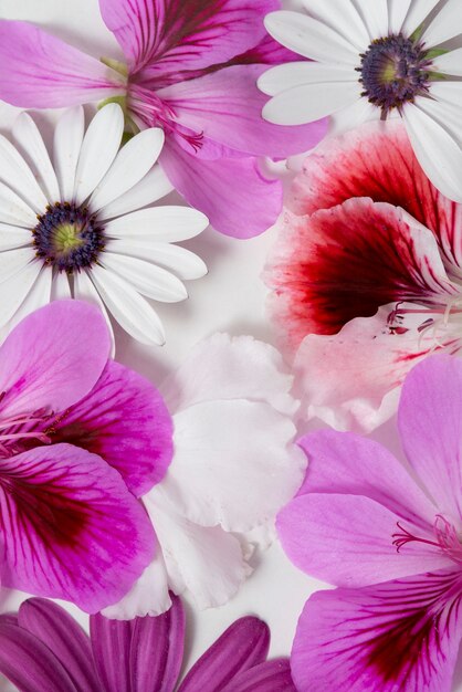 무료 사진 흰색 배경으로 상위 뷰 꽃 프레스