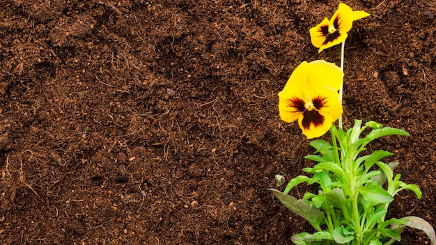 Top view flower on soil