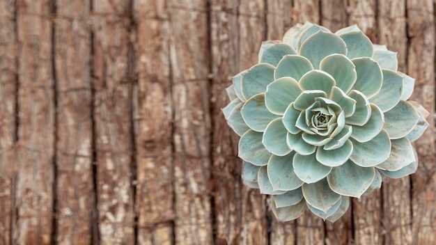 Top view flower on wooden background