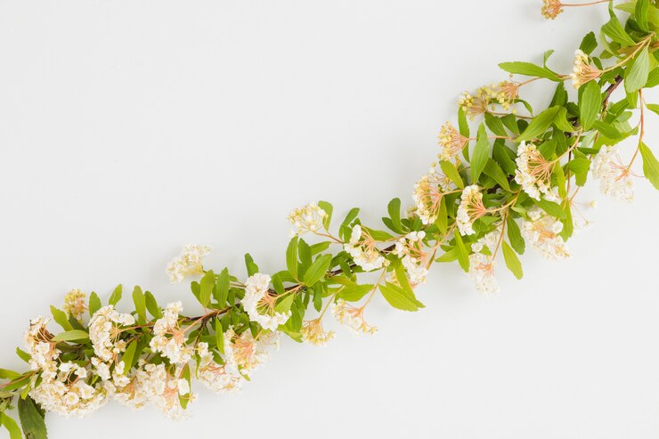 Free Photo top view flowers and leaves line