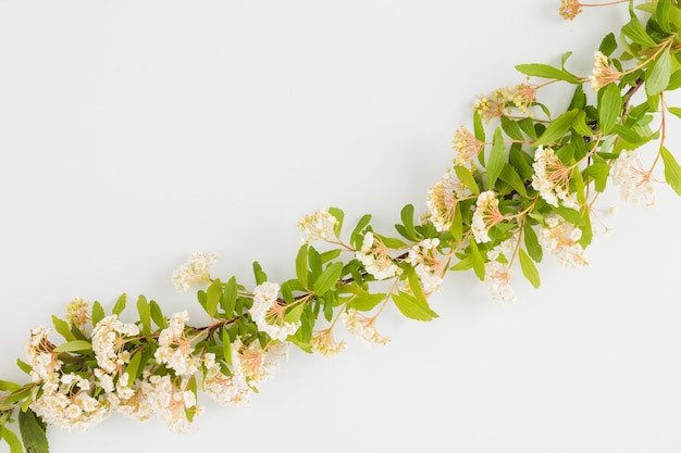 Top view flowers and leaves line