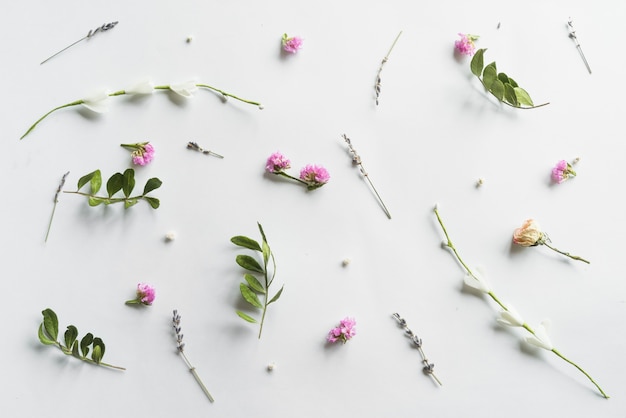 Top view of flowers and leaves