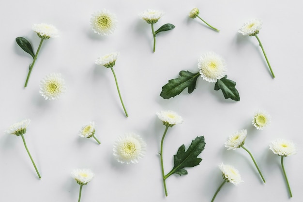 Top view of flowers and leaves