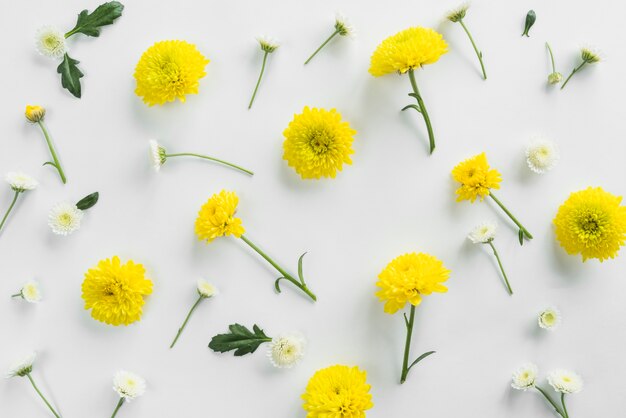 Top view of flowers and leaves