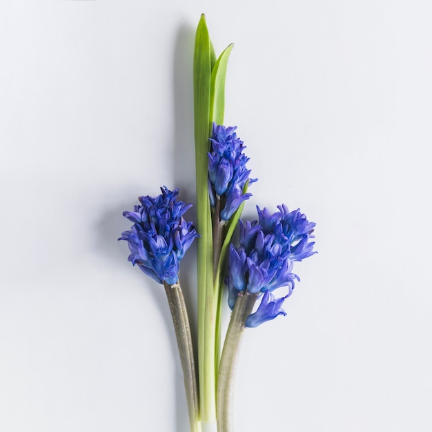 Top view of flowers and leaves