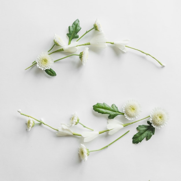 Top view of flowers and leaves