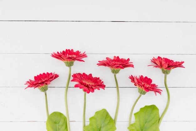 Top view flowers line on wooden background