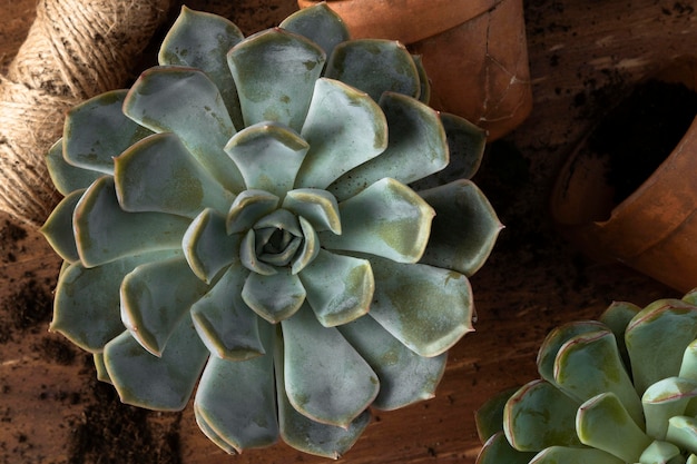 Top view flowers pot close-up