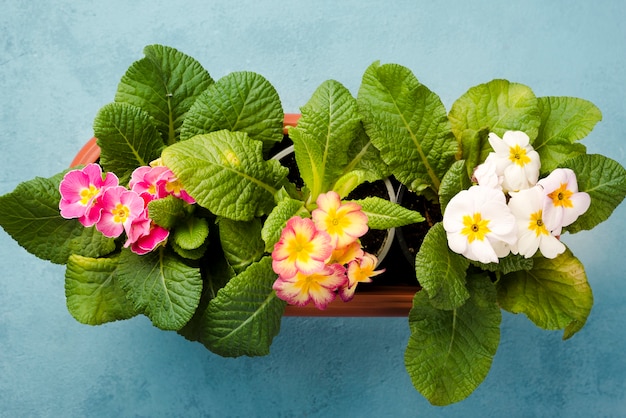 Top view flowers pots