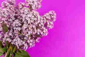 Free photo top view flowers purple beautiful isolated on the purple