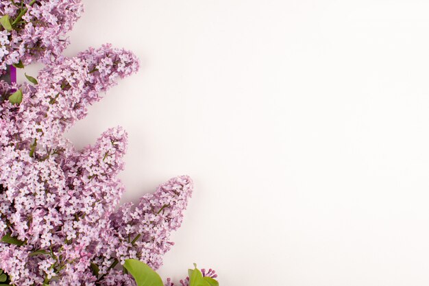 top view flowers purple beautiful on the white floor